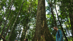 Pralesní sváča / Jungle Snack