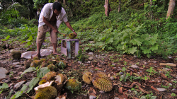 Sběrač durianu / Durian harvester