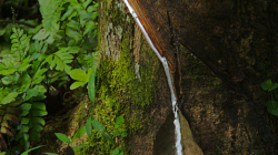 Kaučukovník / Rubber tree