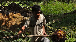 Sklizeň palmového oleje / Palm oil harvest