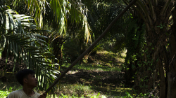 Sklizeň palmového oleje / Palm oil harvest