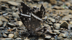 Spadl z výšky / Fallen from heights