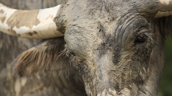 Buvol / Buffalo