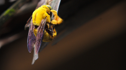 Čmelák? / Bumble-bee?