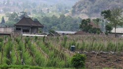 Balijský venkov / Balinese countryside