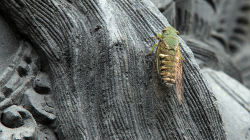 Cíkáda, co řvala hůře než kráva / Extremely loud cicada