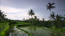 Rýžové políčka / Rice fields