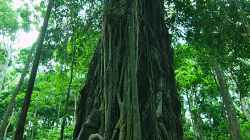 opičí les / monkey forest