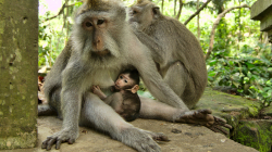 pijící opicos / drinking monkey