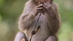 malá opicos / young monkey