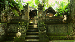 opičí les / monkey forest