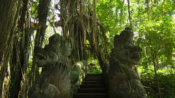 opičí les / monkey forest