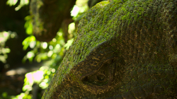 opičí les / monkey forest