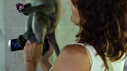 drzá opicos / cheeky monkey