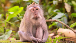 meditující opicos / meditating monkey