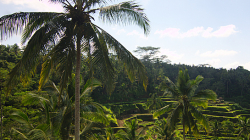 rýžová pole / rice fields
