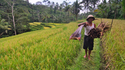 rýžová pole / rice fields