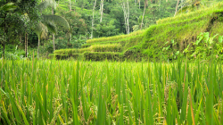 rýžová pole / rice fields