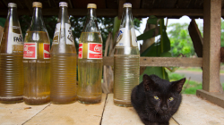 Fantu nebo Colu? Stejně máme jen benzín / Fanta or Cola? We have just petrol, though