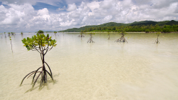 Mangrovy / Mangroves
