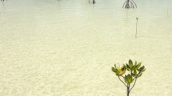 Mangrovy / Mangroves