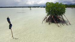 Mangrovy / Mangroves