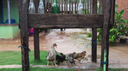 Ne každá slepice je hloupá a zmoklá / Not every chicken is stupid and wet