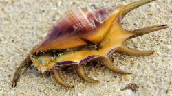 Hezká a zvláštní / Nice and interesting