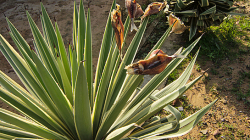 Sušení ryb / Fish drying