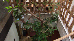 Strom uvnitř hotelu / Tree inside of hotel