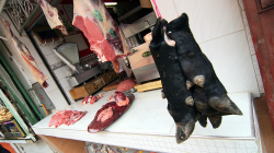 Dáte si kopýtko nebo mozek / Wanna hoof or brain?