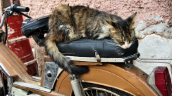 Líné odpoledne / Lazy afternoon