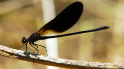 Motýlice / Damselfly