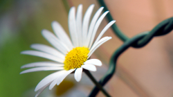 Uvězněná kopretina / Jailed marguerite