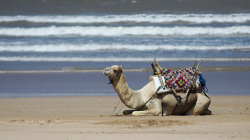 Na pláži / On the beach