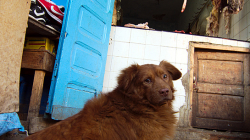 Smutně koukal / Lookin sadly