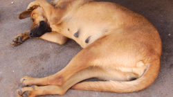 To se nedá poslouchat! / Stop that noise!