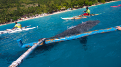 Žralok verlybí / Whale Shark