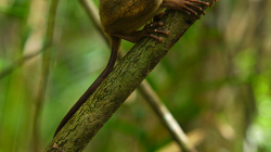 Nártoun / Tarsier