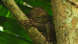 Nártoun / Tarsier