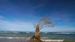 Samotář / Solitaire