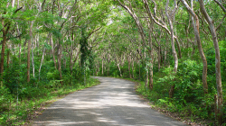 Les Salagdong / Salagdong Forest