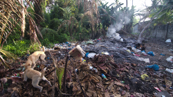 Na smetišti / On the junk heap