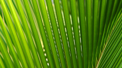Palmové listí / Palm leafs