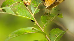 Motýli / Butterflies