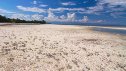 Krabí kolonie / Crab colony