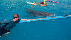 Žralok Velrybí / Whale Shark