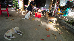 U řezníka / By butcher's shop