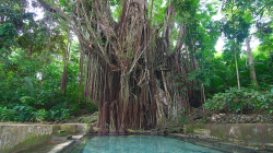 Sto let starý / Century Old Balete Tree