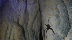 Macek, prý není jedovatý / Big one, not poisoned, they said